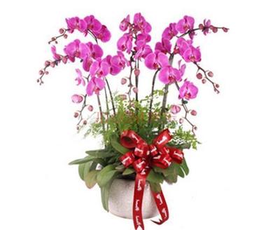 紫氣東來(lái)花（常見(jiàn)盆栽植物）的養(yǎng)護(hù)指南